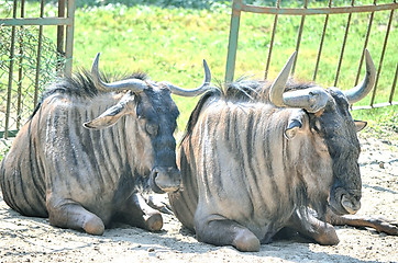 Image showing Closeup Portrait of a Bull in farms field