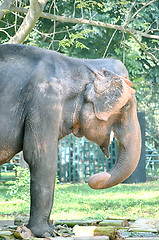 Image showing Portrait image of Wildlife Elephant