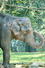 Image showing Portrait image of Wildlife Elephant