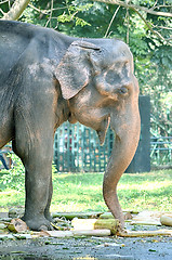 Image showing Portrait image of Wildlife Elephant