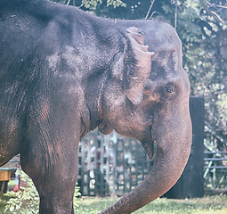 Image showing Portrait image of Wildlife Elephant