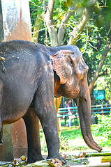 Image showing Portrait image of Wildlife Elephant