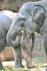 Image showing Portrait image of Wildlife Elephant