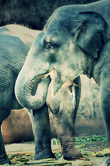 Image showing Portrait image of Wildlife Elephant