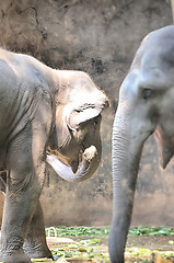 Image showing Portrait image of Wildlife Elephant