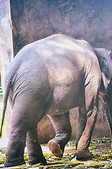 Image showing Portrait image of Wildlife Elephant