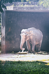 Image showing Portrait image of Wildlife Elephant