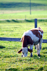 Image showing cow on the willow