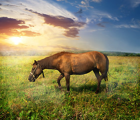 Image showing Horse on pasture