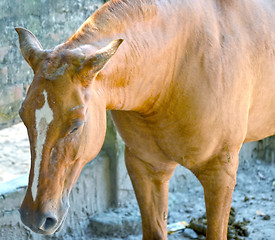 Image showing A close up image of a horse looking directly at the viewer.