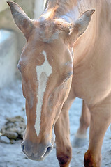 Image showing A close up image of a horse looking directly at the viewer.