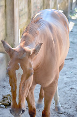 Image showing A close up image of a horse looking directly at the viewer.