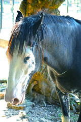 Image showing A close up image of a horse looking directly at the viewer.