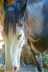 Image showing Close up of a horse portrait