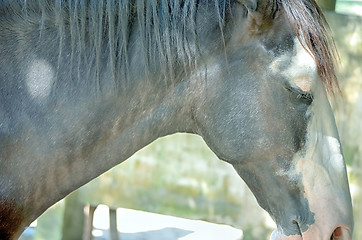 Image showing Close up of a horse portrait