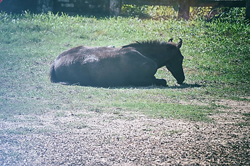 Image showing A close up image of a horse looking directly at the viewer.