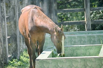 Image showing Close up of a horse portrait