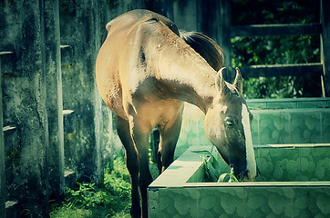 Image showing Close up of a horse portrait