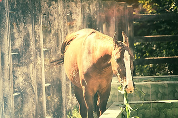 Image showing Close up of a horse portrait