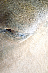Image showing A close up image of a horse eye looking directly at the viewer.