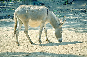 Image showing African wild ass eating, Equus africanus.