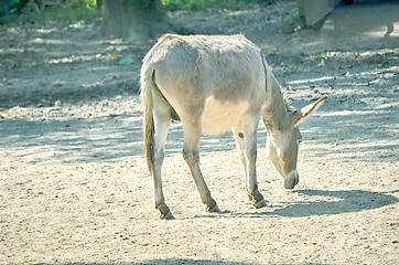 Image showing African wild ass eating, Equus africanus.