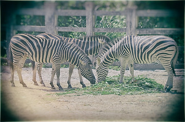 Image showing Very closeup of African Zebra