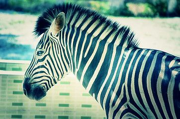 Image showing Very closeup of African Zebra