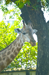Image showing Closeup view of giraffe face.