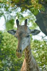 Image showing Closeup view of giraffe face.