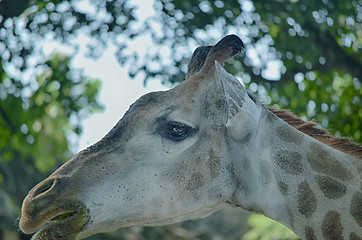 Image showing Closeup view of giraffe face.