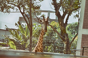 Image showing Closeup view of giraffe face.