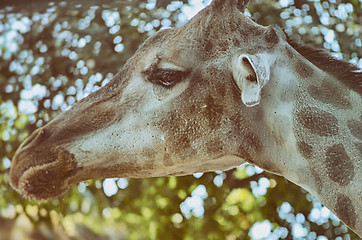 Image showing Closeup view of giraffe face.