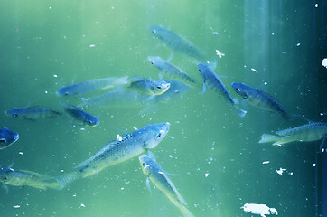 Image showing mage taken of some fish under water from upper side of water