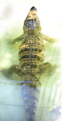 Image showing Nile Crocodile very closeup image capture.