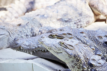 Image showing Nile Crocodile very closeup image capture.