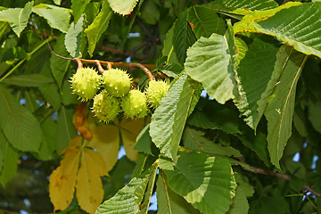 Image showing Chestnut tree fruits on branch