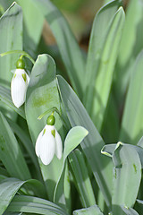 Image showing snowdrop, Galanthus nivalis