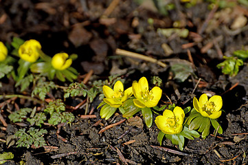 Image showing Winter aconite, Eranthis hiemalis