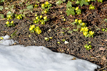 Image showing Winter aconite, Eranthis hiemalis