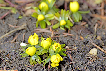 Image showing Winter aconite, Eranthis hiemalis