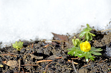 Image showing Winter aconite, Eranthis hiemalis