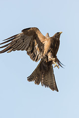 Image showing Amora in flight