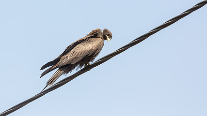 Image showing Black Kite aka Amora