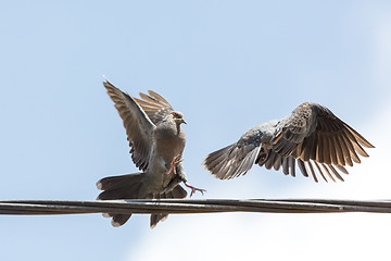 Image showing pigeon fight