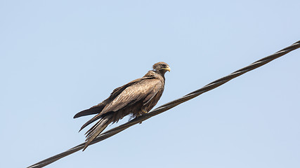 Image showing Black Kite aka Amora