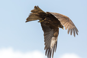 Image showing Amora in flight