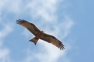 Image showing Amora in flight