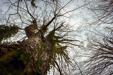 Image showing Abstract hoto of some winter branches