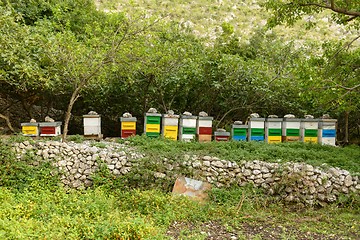 Image showing Honey bee hives in green forest